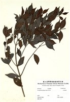 藏品(小葉赤楠)的圖片